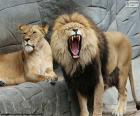 Львица и Лев
